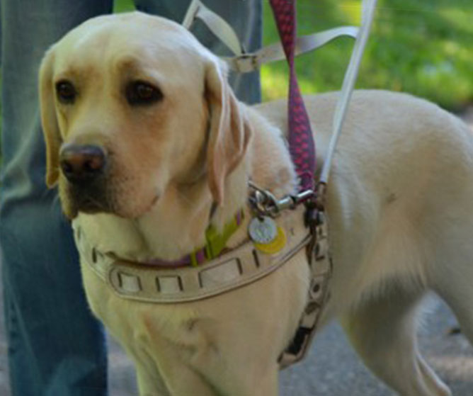 Magazín VODIACI PES 3/2018